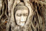 cabeza de Buddha en Ayutthaya