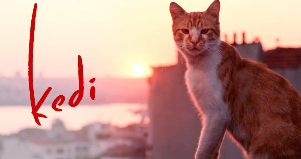 kedi Gatos de Estambul
