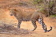 leopardo en el parque de Yala