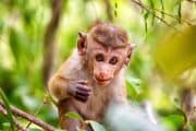 mono en Sri Lanka