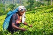 recolectora de té en Sri Lanka