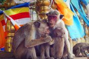monos en Sri Lanka