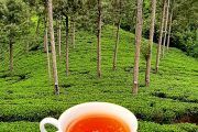 taza de té en campos de té en Nuwara Eliya