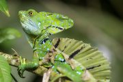 iguana verde en Tortuguero, Costa Rica