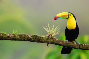 tucán en Costa Rica